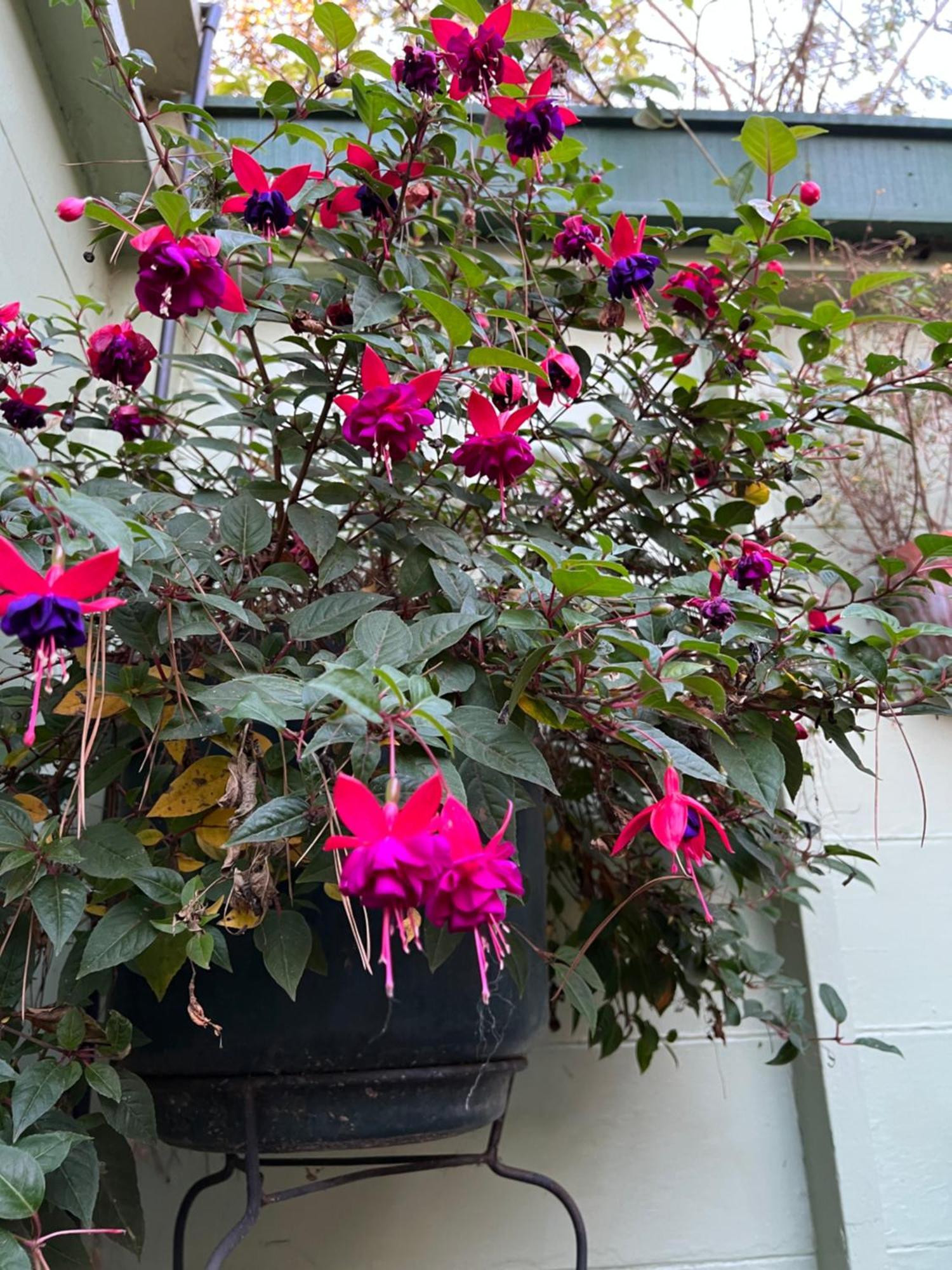 Carmel Garden Inn المظهر الخارجي الصورة